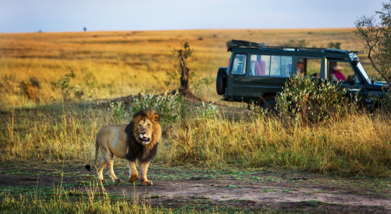 Top 10 Reasons to Embark on a Kenyan Safari Adventure